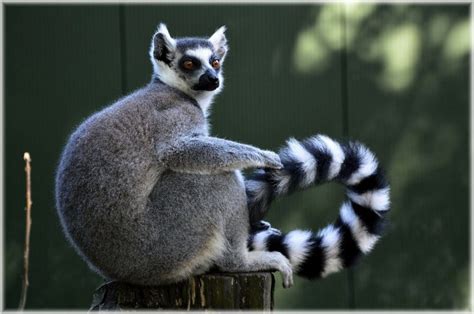 16 Incredible Black And White Animals - Red Rock Scenic By Way