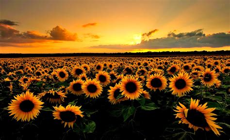 🔥 [140+] Field Of Sunflowers Wallpapers | WallpaperSafari