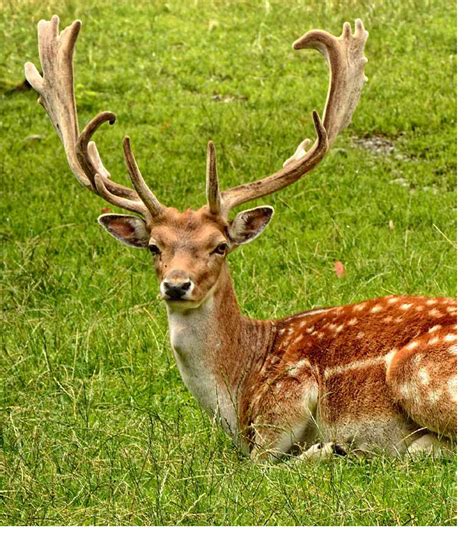 Fallow Deer | Plumpton Park Zoo