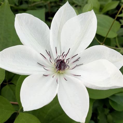 Clematis White Pearl | Brushwood Nursery, Clematis Specialists