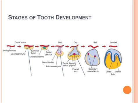 Tooth development part 2