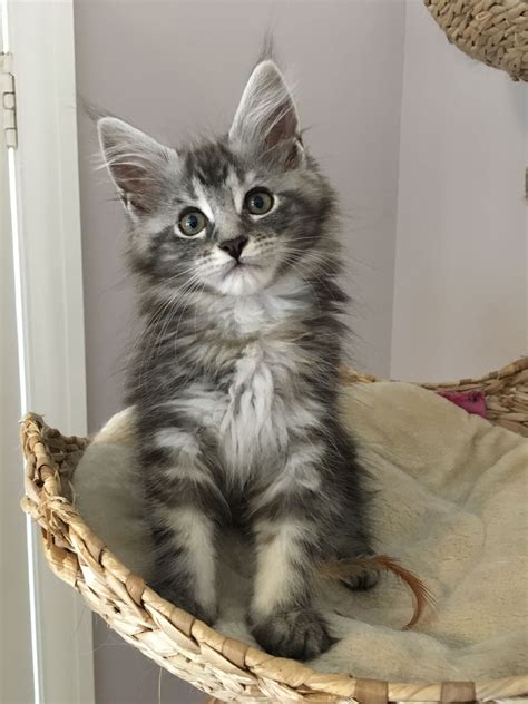 Silver Maine Coon Kittens