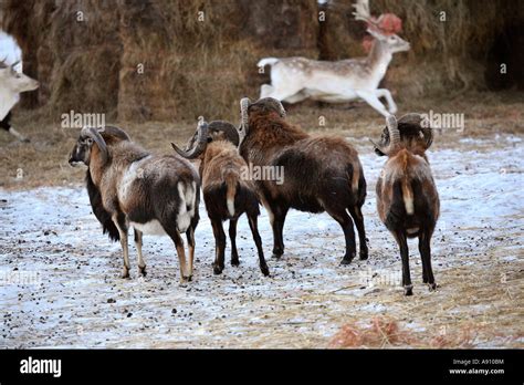 Urial sheep hi-res stock photography and images - Alamy