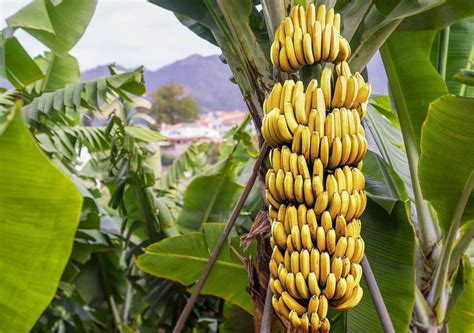 Guide to growing bananas in your backyard - UrbanFarmOnline.com