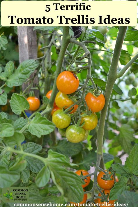 5+ Terrific Tomato Trellis Ideas for Easy Harvesting