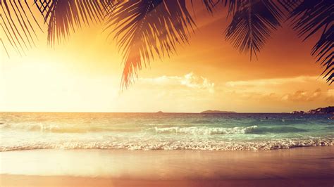 Tropical Beach With Palm Trees At Sunset UHD 4K Wallpaper | Pixelz