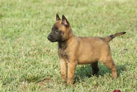 Belgian Shepherd (Malinois) Puppies - Puppy Dog Gallery