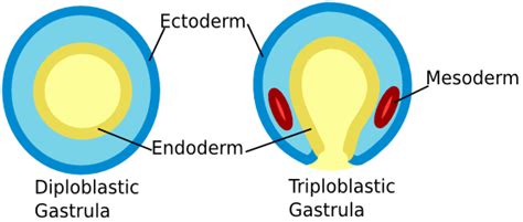 Endoderm Layer: Definition, Derivatives & Quiz | Study.com