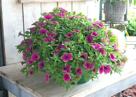 Petunia varieties bring color to spring gardens | Mississippi State University Extension Service