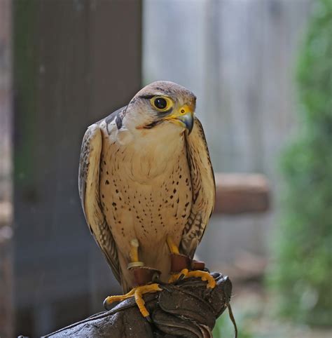 Pictures and information on Lanner Falcon