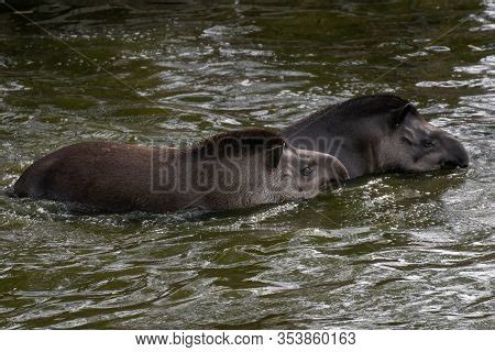 Tapir Images, Illustrations & Vectors (Free) - Bigstock