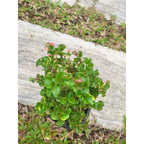 Pokok Renek ALTERNANTHERA FICOIDEA/ Pokok Hiasan (Akar Stabil) | Shopee Malaysia