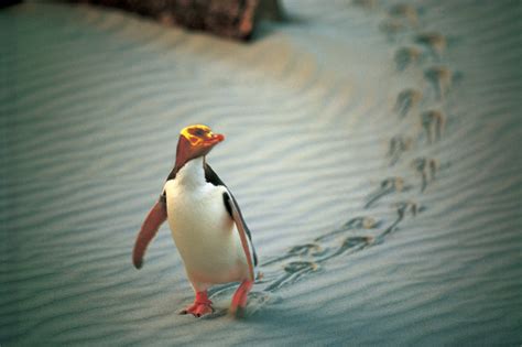 New Zealand Penguins - New Zealand Trails