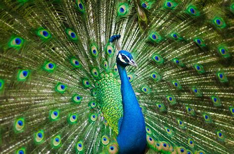 Peacock 1080P, 2K, 4K, 5K HD wallpapers free download | Wallpaper Flare