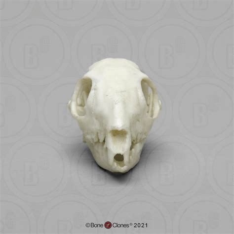 Bone Clones® Tree Shrew Skull Cast (Replica), BC-083