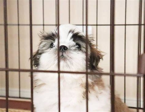 Pekingese Shih Tzu mix: This wonderful dog will steal your heart - K9 Web