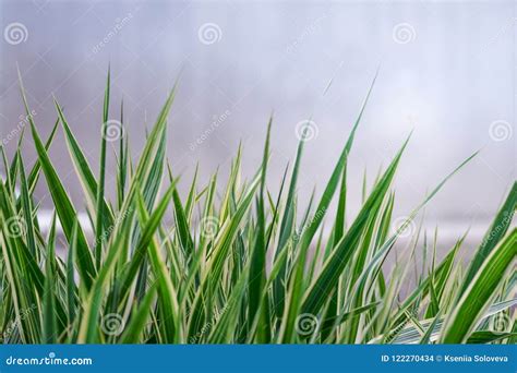 Fresh Green Grass Close-up on a Light Background Stock Photo - Image of creative, fresh: 122270434