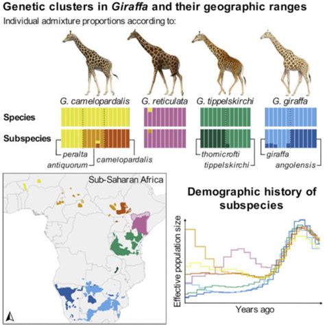 Four giraffe species, seven subspecies: new research - Africa Geographic