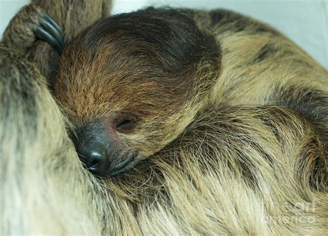 Sleeping Sloth Photograph by Andrew Michael