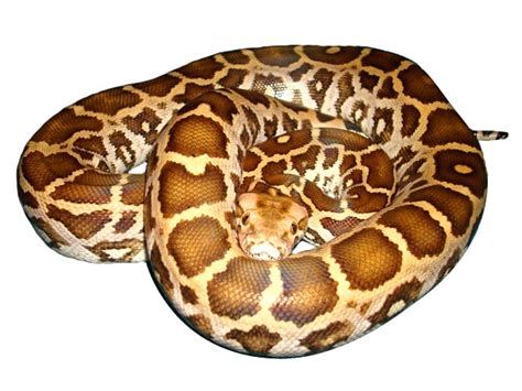 Indian Rock Python (Python molurus) - ReptileTalk NET