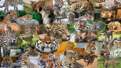 Animal Collage Wallpapers - Wallpaper Cave