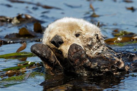 Sea Otter Habitat Project