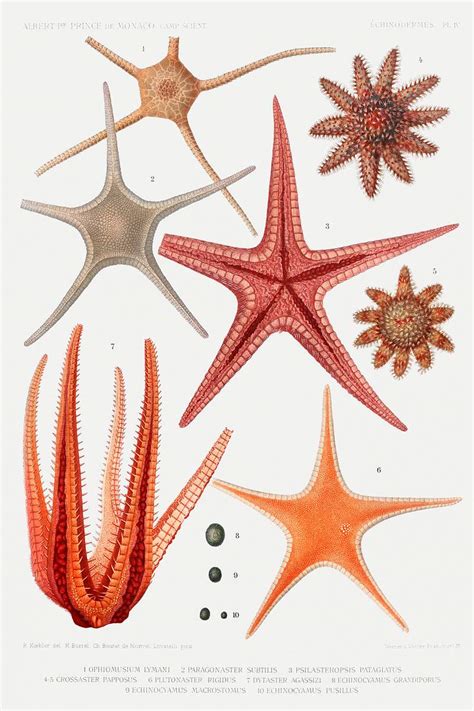 Starfish varieties vintage poster