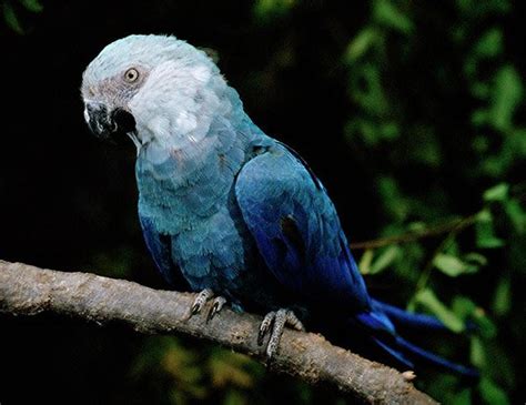 SPIX'S MACAW LIFE EXPECTANCY