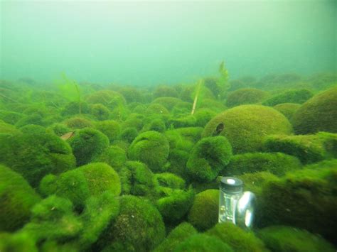 Massive marimo algae balls at risk from deadly winter sunburn | Mirage News