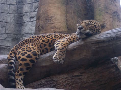 Sleeping Leopard Free Photo Download | FreeImages