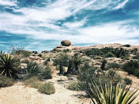 Free picture: desert, landscape, plants, cactus, leaves, sky, dry, rock