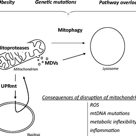 Mitophagy and Mitochondrial Quality Control Mechanisms in the Heart ...