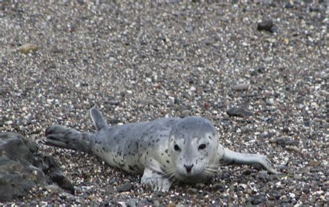 Harbor Seal pup – Mendonoma Sightings