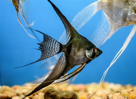 Top 17 Best Freshwater Angelfish (With Pictures) - Everything Fishkeeping