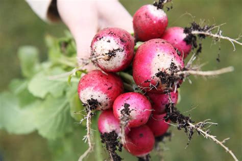 Growing Radishes: The Complete Guide to Plant, Grow and Harvest Radishes