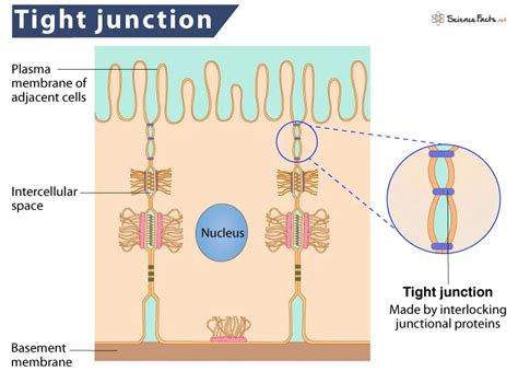 Cell junctions: Types, Structure and Functions - The Science Notes