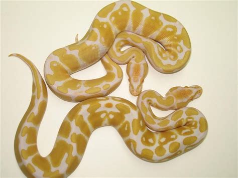 Pygmy python Reptiles For Sale | Phoenix, AZ #140987