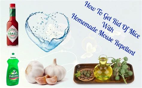 Top 6 Ways On How To Get Rid Of Mice Naturally And Fast