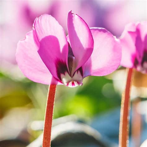 Cyclamen - Coum – Plantcetera