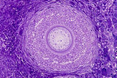 Oocyte Development During the Reproductive Cycle | Cell diagram ...