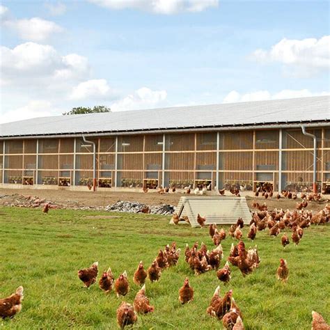 China Broiler Poultry Farm House Design Manufacturers and Suppliers | Hongji Shunda