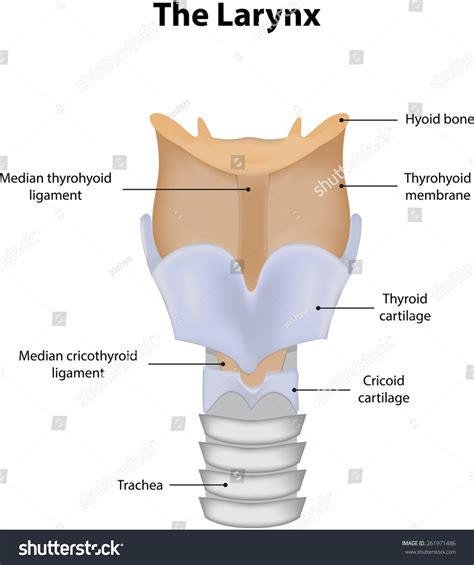 Diagram Of Larynx With Labeling