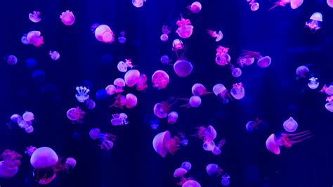 Jellyfish Photos, Download The BEST Free Jellyfish Stock Photos & HD Images