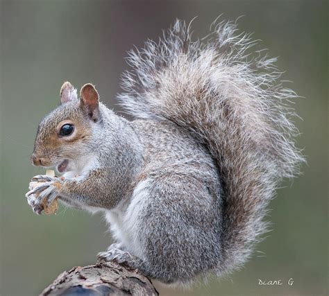 Gray squirrel - tewsip