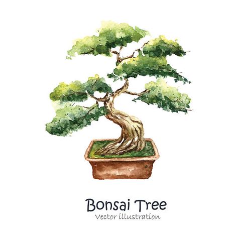 Royalty Free Bonsai Tree Clip Art, Vector Images & Illustrations - iStock