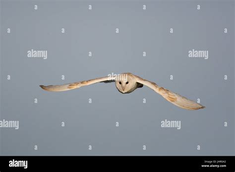 Hunting Barn Owl Stock Photo - Alamy