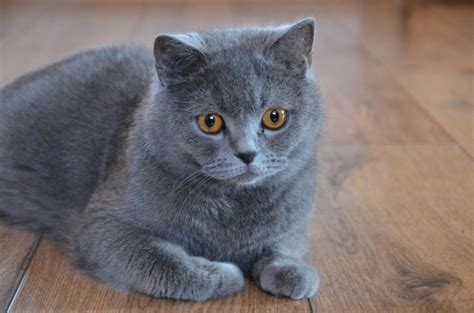 Finding British Shorthair Breeders That You Can Trust