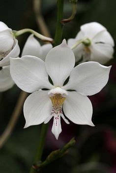 Flor Colombiana Cataleya - Cattleya Orchid Flowers · Free photo on Pixabay