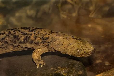 Top 30 Surprising Hellbenders Facts For Kids - Amphibian Life