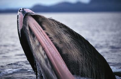 How Baleen Whales Work | HowStuffWorks